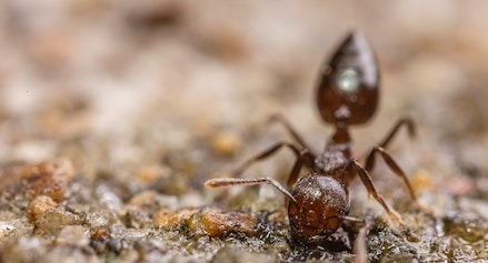 ant pest control Macclesfield