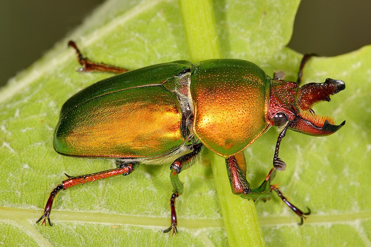 Beetles Control Ginninderra