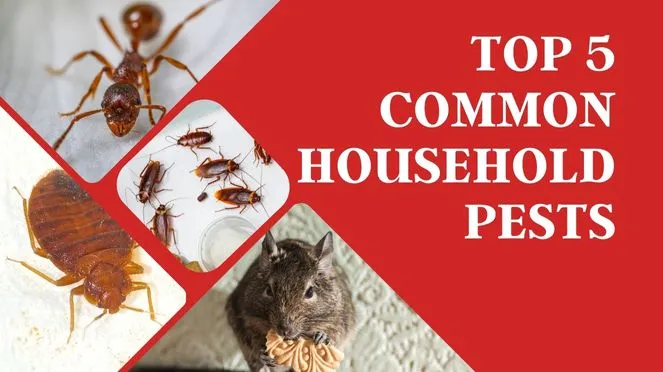 Top 5 Common Household Pests