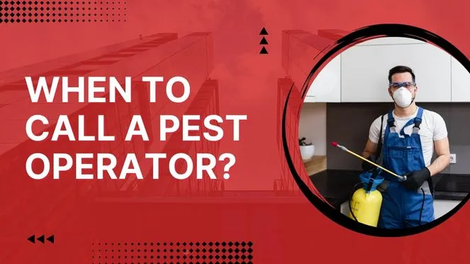 When To Call A Pest Operator?