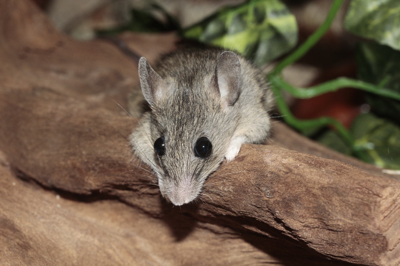 Rats Eradication Glenelg